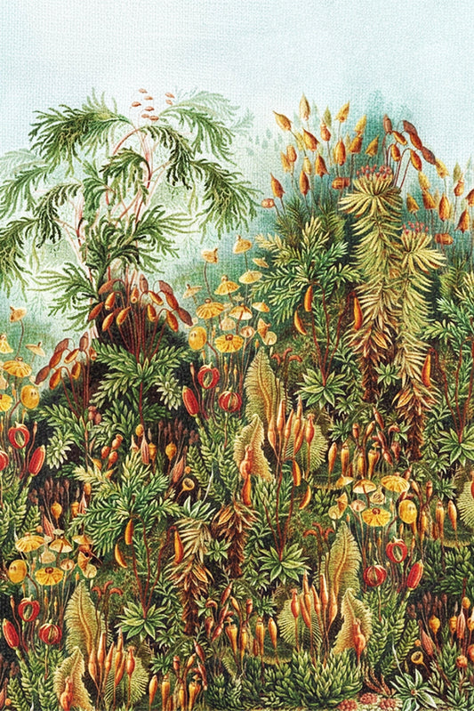Ernst Haeckel Stoff 3 Meter