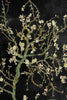 Night Blossoms Van Gogh Fabric 3 Meters