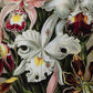 Orchids by Ernst Haeckel Print Long Sleeve Shirt for Men