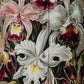 Orchids by Ernst Haeckel Print Long Sleeve Shirt for Women