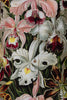 Orchids by Ernst Haeckel Print Long Sleeve Shirt for Women