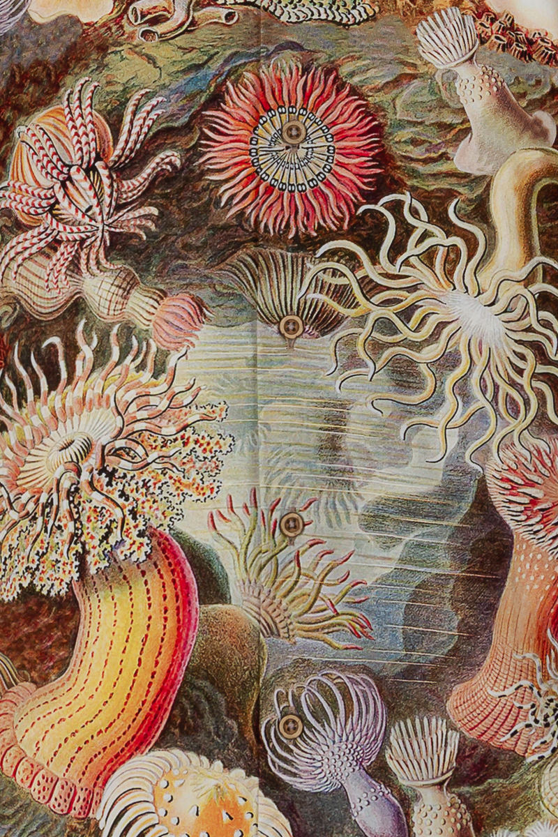 Actiniae by Ernst Haeckel Print Long Sleeve Shirt for Men